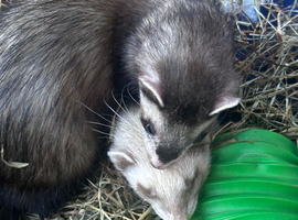 2 female ferrets