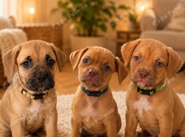 DDB CROSS CANE CORSO
