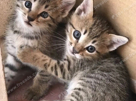 2 tabby kittens