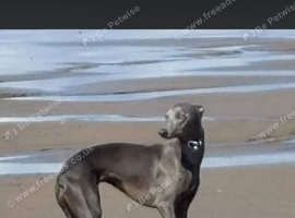 Beautiful KC Blue Whippet Puppies