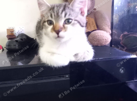 Norwegian Forest cross