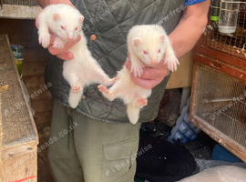 Young ferrets for sale