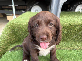 4 cocker spaniel puppy&rsquo;s for sale