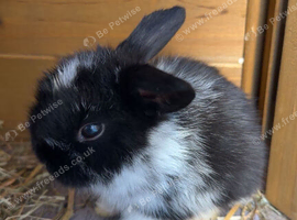 8 beautiful multi colour mini lop babies