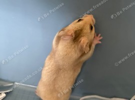 Syrian Hamster Baby&rsquo;s - Ready Now