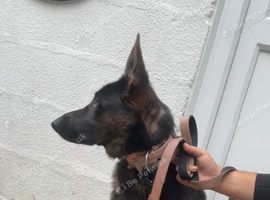 German shepherd female
