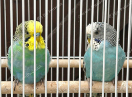 Young male budgies