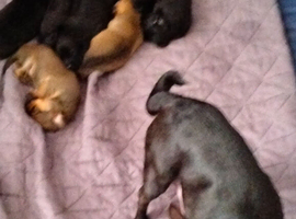 7 beautiful cheweenie pups