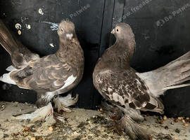 Fancy pigeon pair  for sale in blackburn