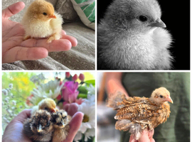 Chicks & Chickens (various)