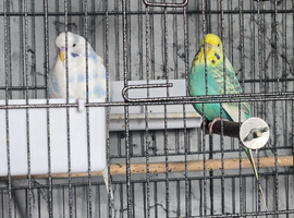 Budgies in need of a new home
