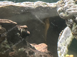 Bristlenose plecos for sale