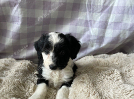 Beautiful cockapoo puppies