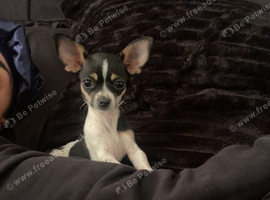 Beautiful chihuahua