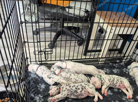 Litter of pure dalmatian puppies