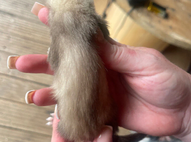Ferret kits