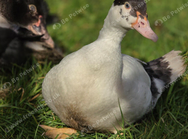 Trios of Muscovy ducks