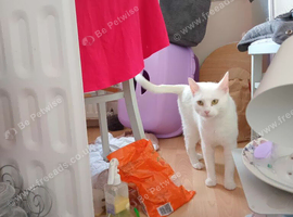 beautiful khao manee adult female