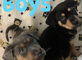 Rottweiler x