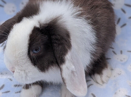 Choc split mini lop buck