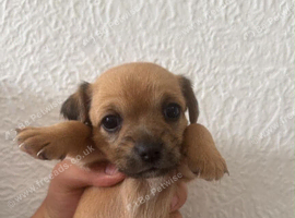 puppy for sale