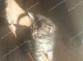 4 kittens