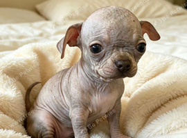 Chihuahua Cross Chinese Crested Pups