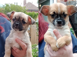 Chihuahua x Pug x Shih Tzu