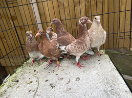 Muleuman chocolate racing pigeons in Birmingham