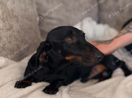 Miniature dachshund boy rolo