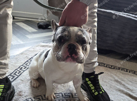Merle boy frenchie