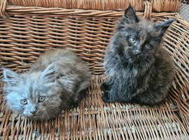 Maine Coon cross kittens