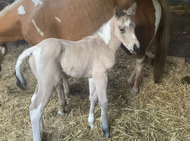 Stunning Buckskin & White Yearling