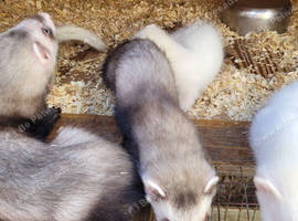 Ferrets kits