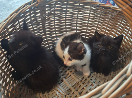 Kittens for sale black , black&white, ginger