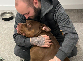 Pocket bully for sale