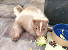 Pet Skunk - apricot coloured