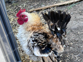 3 free serama cockerels
