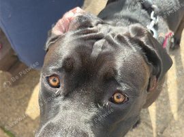 Cane corso