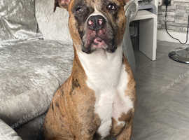 Merle cane corso for stud