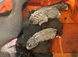 Cane Corso Pups