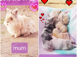 A mum and family baby 5 rabbits