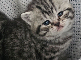 Beautiful Silver tabby british shorthair kittens