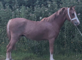 2yo Welsh. A colt