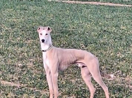 lurcher