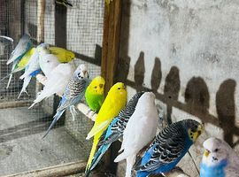 Budgies
