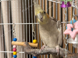 Cockatiel Female 8-9mths old