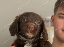 5 Sprockerpoo puppies