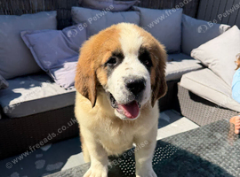 Saint Bernard