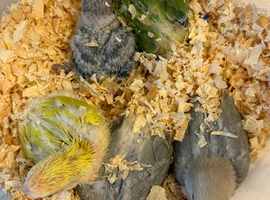 Peach Faced Baby Lovebird ready for reserving